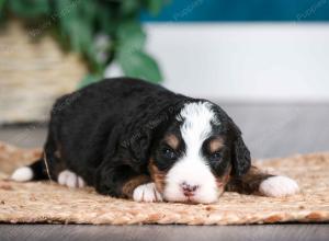 tri-colored male mini bernedoodle near Chicago Illinois