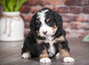 tri-colored male mini bernedoodle near Chicago Illinois