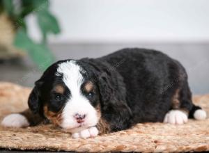 tri-colored male mini bernedoodle near Chicago Illinois