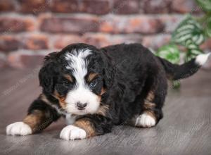 tri-colored male mini bernedoodle near Chicago Illinois