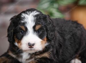 tri-colored male mini bernedoodle near Chicago Illinois