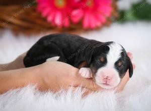 tri-colored female mini bernedoodle near Chicago Illinois