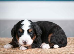 tri-colored female mini bernedoodle near Chicago Illinois