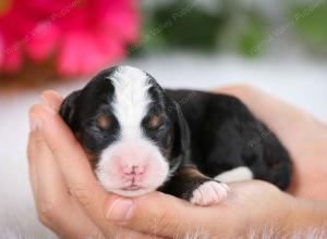 tri-colored female mini bernedoodle near Chicago Illinois