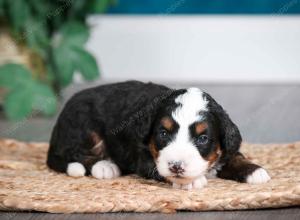 tri-colored female mini bernedoodle near Chicago Illinois