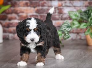 tri-colored female mini bernedoodle near Chicago Illinois