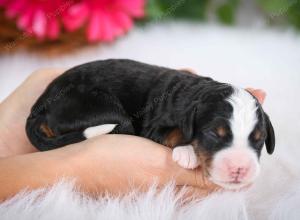 tri-colored female mini bernedoodle near Chicago Illinois