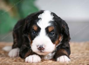 tri-colored female mini bernedoodle near Chicago Illinois