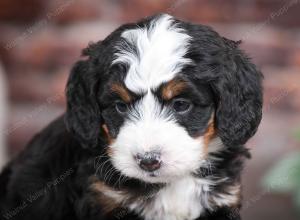 tri-colored female mini bernedoodle near Chicago Illinois