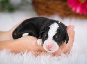 tri-colored female mini bernedoodle near Chicago Illinois