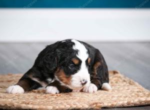 tri-colored female mini bernedoodle near Chicago Illinois