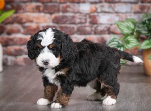 tri-colored female mini bernedoodle near Chicago Illinois