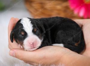 tri-colored female mini bernedoodle near Chicago Illinois