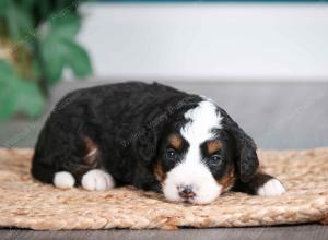 tri-colored female mini bernedoodle near Chicago Illinois