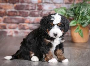 tri-colored female mini bernedoodle near Chicago Illinois