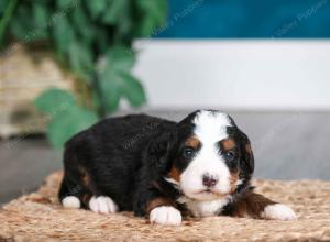 tri-colored male mini bernedoodle near Chicago Illinois