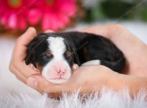 tri-colored male mini bernedoodle near Chicago Illinois