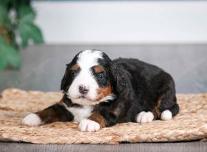 tri-colored male mini bernedoodle near Chicago Illinois