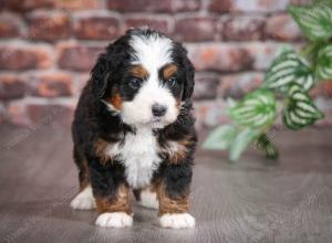 tri-colored male mini bernedoodle near Chicago Illinois