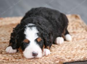 tri-colored male mini bernedoodle near Chicago Illinois