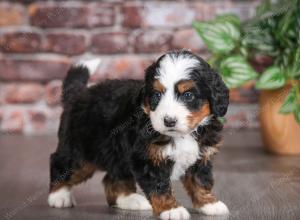 tri-colored male mini bernedoodle near Chicago Illinois