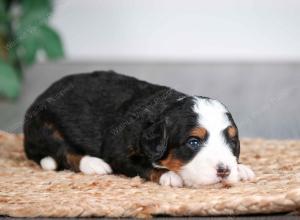 tri-colored male mini bernedoodle near Chicago Illinois