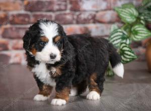 tri-colored male mini bernedoodle near Chicago Illinois