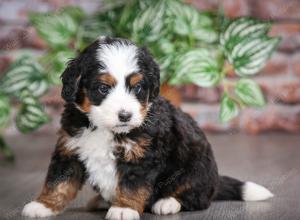 tri-colored male mini bernedoodle near Chicago Illinois