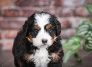 tri-colored male mini bernedoodle near Chicago Illinois