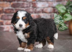 tri-colored male mini bernedoodle near Chicago Illinois