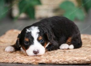 tri-colored male mini bernedoodle near Chicago Illinois