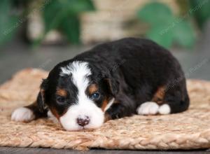 tri-colored male mini bernedoodle near Chicago Illinois