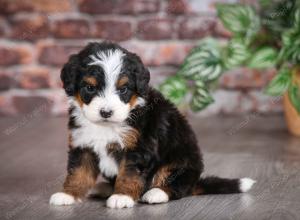 tri-colored male mini bernedoodle near Chicago Illinois