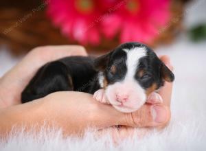 tri-colored male mini bernedoodle near Chicago Illinois