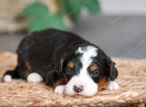 tri-colored male mini bernedoodle near Chicago Illinois