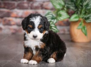 tri-colored male mini bernedoodle near Chicago Illinois