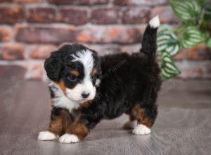 tri-colored male mini bernedoodle near Chicago Illinois