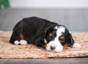 tri-colored male mini bernedoodle near Chicago Illinois