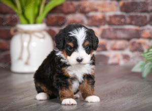 tri-colored male mini bernedoodle near Chicago Illinois