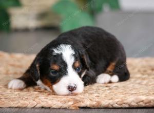 tri-colored male mini bernedoodle near Chicago Illinois