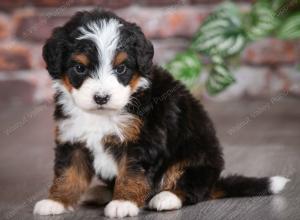 tri-colored male mini bernedoodle near Chicago Illinois