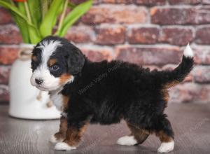 tri-colored male mini bernedoodle near Chicago Illinois