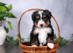   tri-colored standard bernedoodle near Chicago Illinois