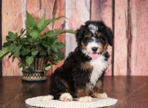   tri-colored standard bernedoodle near Chicago Illinois