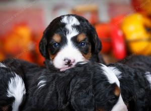 tri-colored female mini bernedoodle near Chicago Illinois