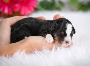 tri-colored male mini bernedoodle near Chicago Illinois