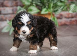 tri-colored male mini bernedoodle near Chicago Illinois