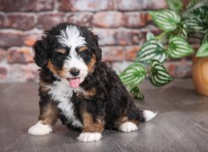 tri-colored male mini bernedoodle near Chicago Illinois