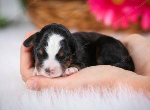 tri-colored male mini bernedoodle near Chicago Illinois