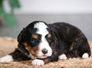 tri-colored male mini bernedoodle near Chicago Illinois